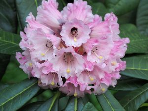 Rhododendron protistum var giganteum