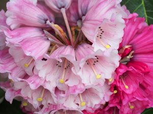 Rhododendron protistum var giganteum