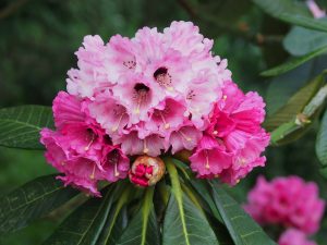 Rhododendron protistum var giganteum