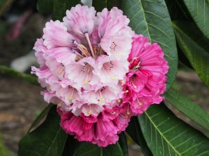 Rhododendron protistum var giganteum