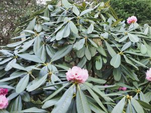 Rhododendron protistum var giganteum