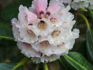 Rhododendron rothschildii