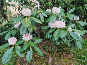 Rhododendron rothschildii