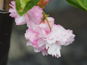 Prunus matsumae ‘Daikoku’