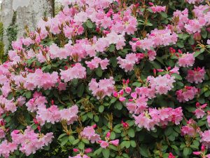 Rhododendron ‘Tinners Blush’