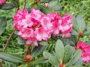 Rhododendron ‘Wine and Roses’
