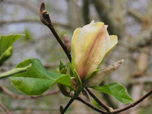 Magnolia x brooklynensis ‘Hattie Carthan’