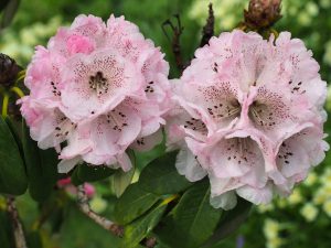 Rhododendron arboreum variety