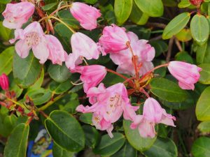 Rhododendron ‘Bow Bells’ AGM
