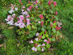 Rhododendron ‘Bow Bells’ AGM