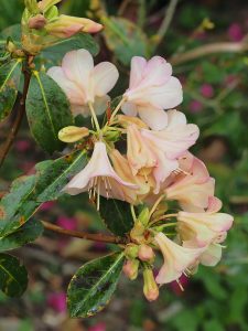 This is labelled Rhododendron bauhiniflorum below Hovel Cart Road but it is not! Looks more like Rhododendron ‘Alison Johnstone’.