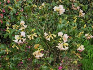 This is labelled Rhododendron bauhiniflorum below Hovel Cart Road but it is not! Looks more like Rhododendron ‘Alison Johnstone’.