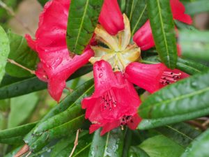 Rhododendron phaedropum