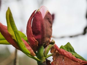 Magnolia offinalis biloba