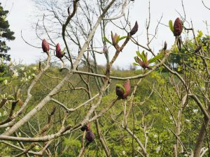 Magnolia offinalis biloba