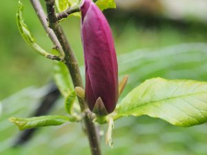 Magnolia lilliiflora ‘Holland Red’
