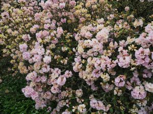 Rhododendron ‘Emma Williams’