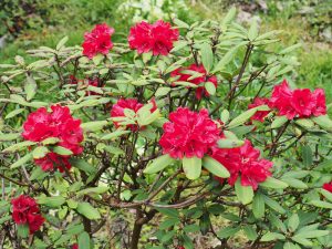 Rhododendron neriiflorum
