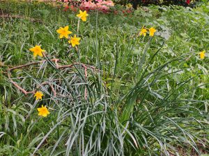 daffodil clump
