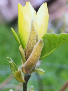 Magnolia ‘Ossie’s Yellow’