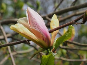 Magnolia x brooklynensis ‘Woodsman’ x ‘Pink Surprise’