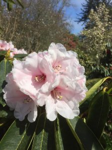 Rhododendron calophytum with Rhododendron ‘Titness Park’