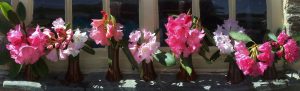 rhododendron hybrids