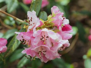 Rhododendron tethropeplum