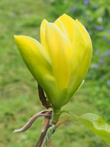 Magnolia ‘Green Bee’