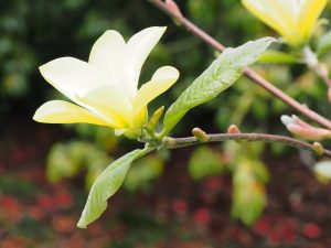Magnolia ‘Honeybelle’