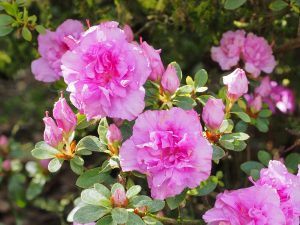 Azalea ‘Tebotan’