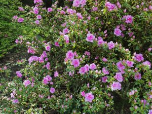 Azalea ‘Tebotan’