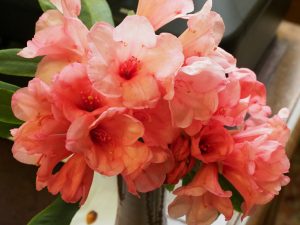cross between Rhododendron ‘Tally Ho’ (dark red and very late season flowering) with Rhododendron auklandii