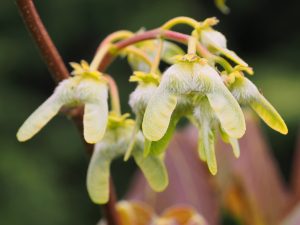 Acer sterculiaceum var sterculiaceum