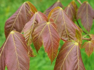 Acer sterculiaceum var sterculiaceum