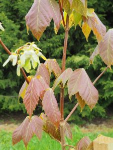 Acer sterculiaceum var sterculiaceum