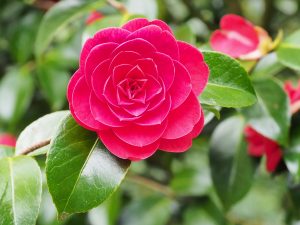 Camellia ‘Mathotiana Rubra’