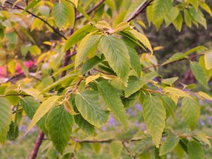 Betula albosinensis ‘China Ruby’