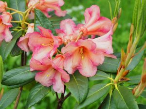 Rhododendron floccigerum