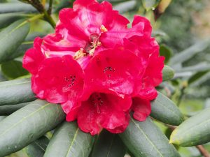 looks like Rhododendron ‘Tally Ho’