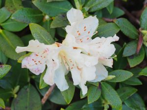 Rhododendron ‘Yaku Fairy’