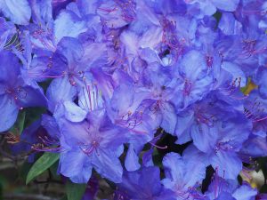 Rhododendron augustinii ‘Penheale Blue’