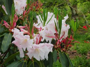 Rhododendron ‘Beauty of Littleworth’
