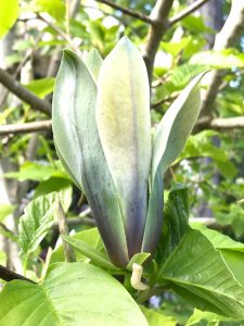 Magnolia x brooklynensis ‘Woodsman’ x Magnolia ‘Patriot’