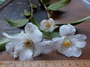 Tom Hudson's Camellia cuspidata's 22nd Feb