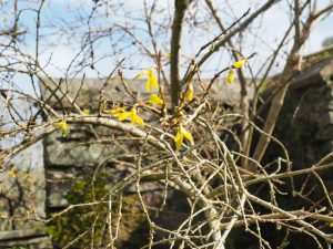 Forsythia