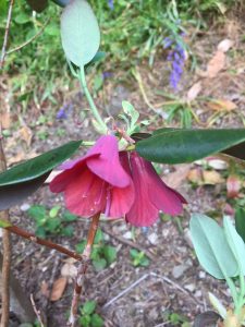 Rhododendron cinnabarinum ‘Roylei Group’ (1)