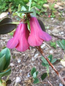 Rhododendron cinnabarinum ‘Roylei Group’ (2)
