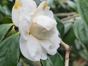 Camellia ‘Giant White’