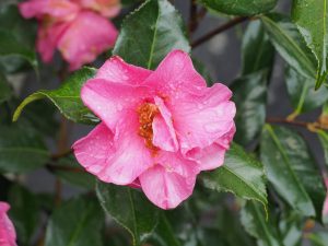 Camellia x williamsii ‘Monica Dance’